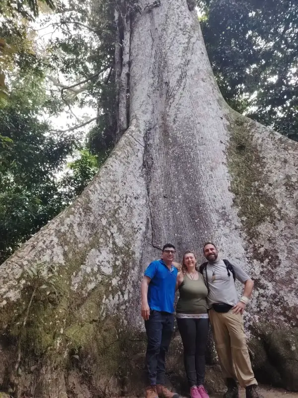 Ceiba gigante en la selva de Iquitos