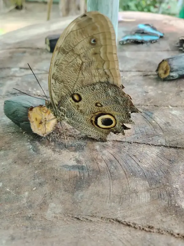 Mariposa búho de la Amazonía
