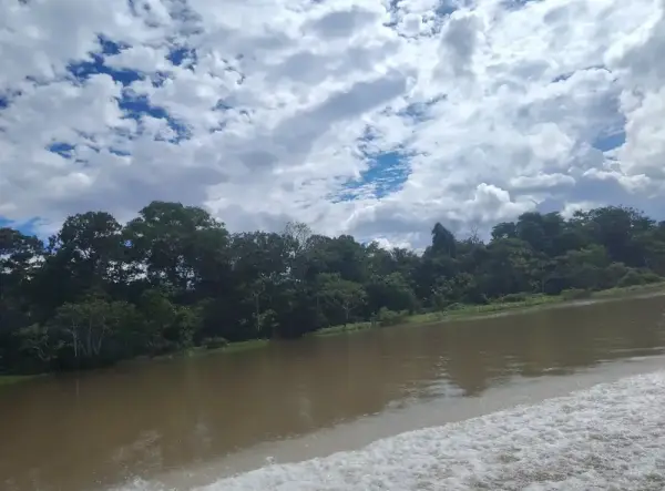 Río y bosque amazónico