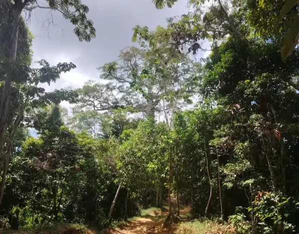Selva primaria cerca de Iquitos