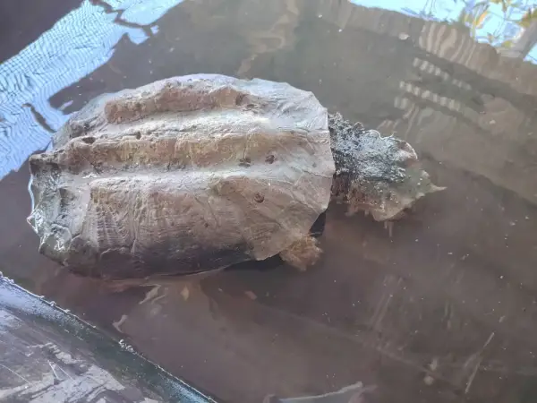 Tortuga matamata del Amazonas